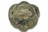 Wide, Enrolled Morocops Trilobite - Morocco #323196-2